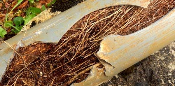 damaged drain pipe from tree roots