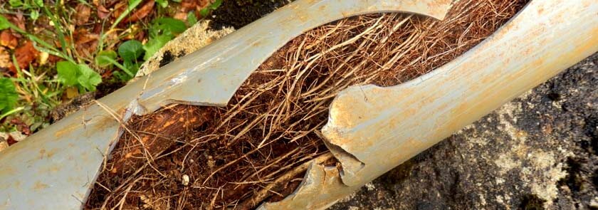 damaged drain pipe from tree roots